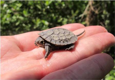mala mauremys konavle