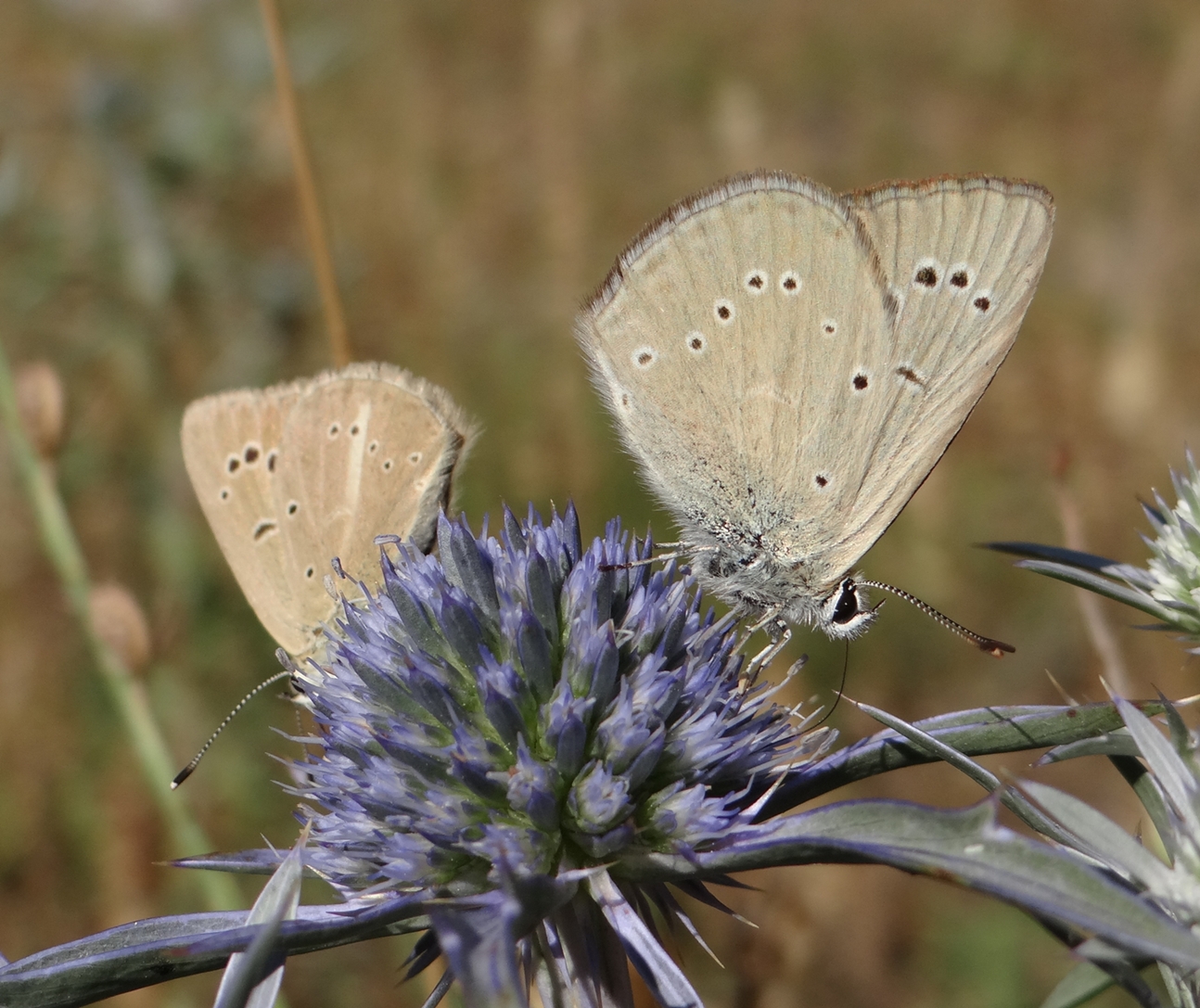 DSC01215 Polyommatus ripartii aroaniensis Lepidoptera