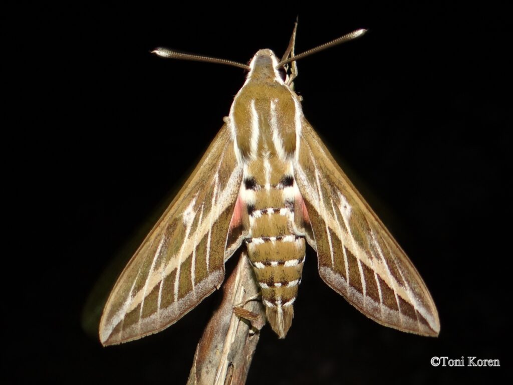 DSC01653 Hyles livornica Sphingidae Lepidoptera