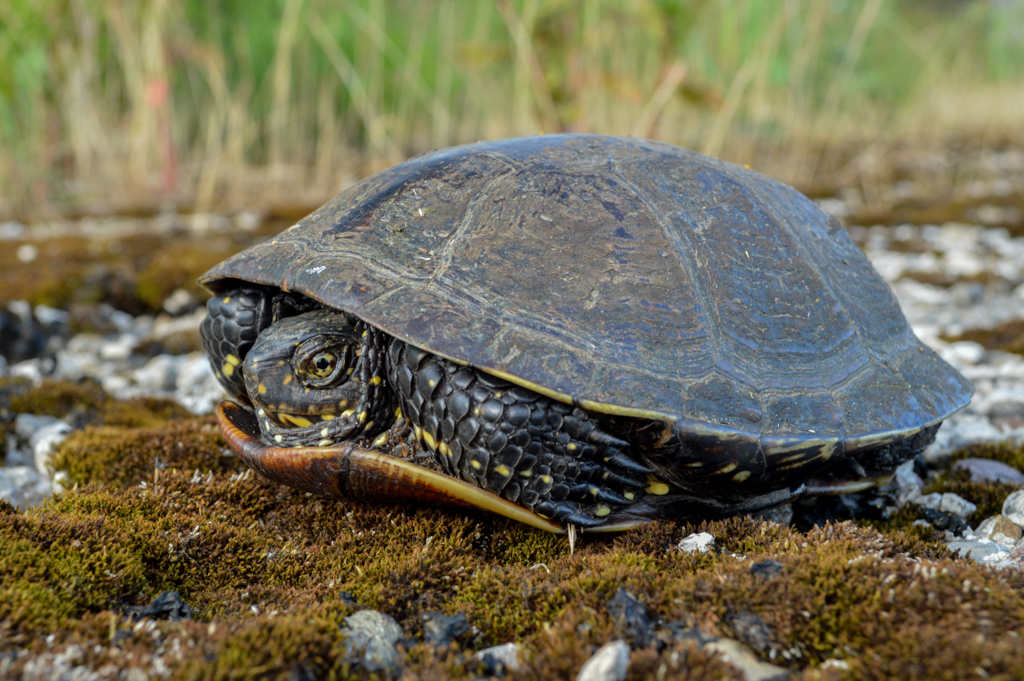 Egzotične kornjače: Kad ljudi iz ljubimaca stvore problem