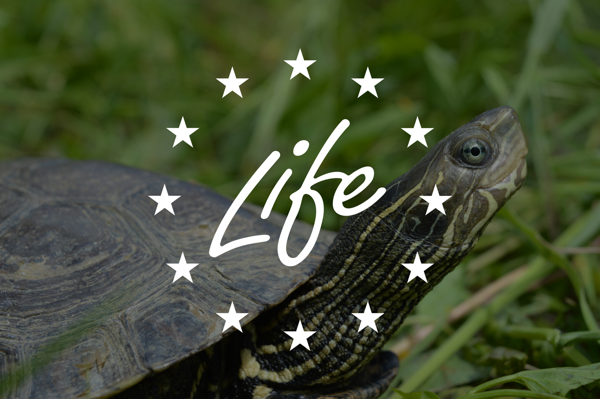 Predstavljanje projekta „LIFE for Mauremys“ za očuvanje riječne kornjače u Hrvatskoj
