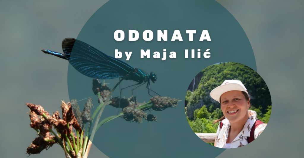 Naša članica Maja Ilić pričala nam je o životnom ciklusu vretenaca i svom projektu na urbanim lokvama u Njemačkoj. 