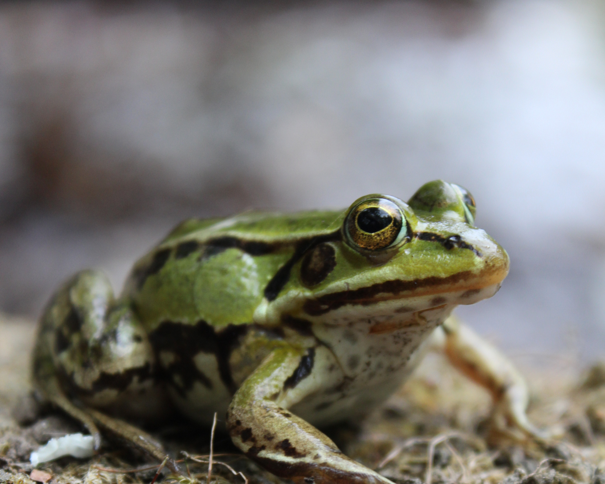 Pelophylax IB