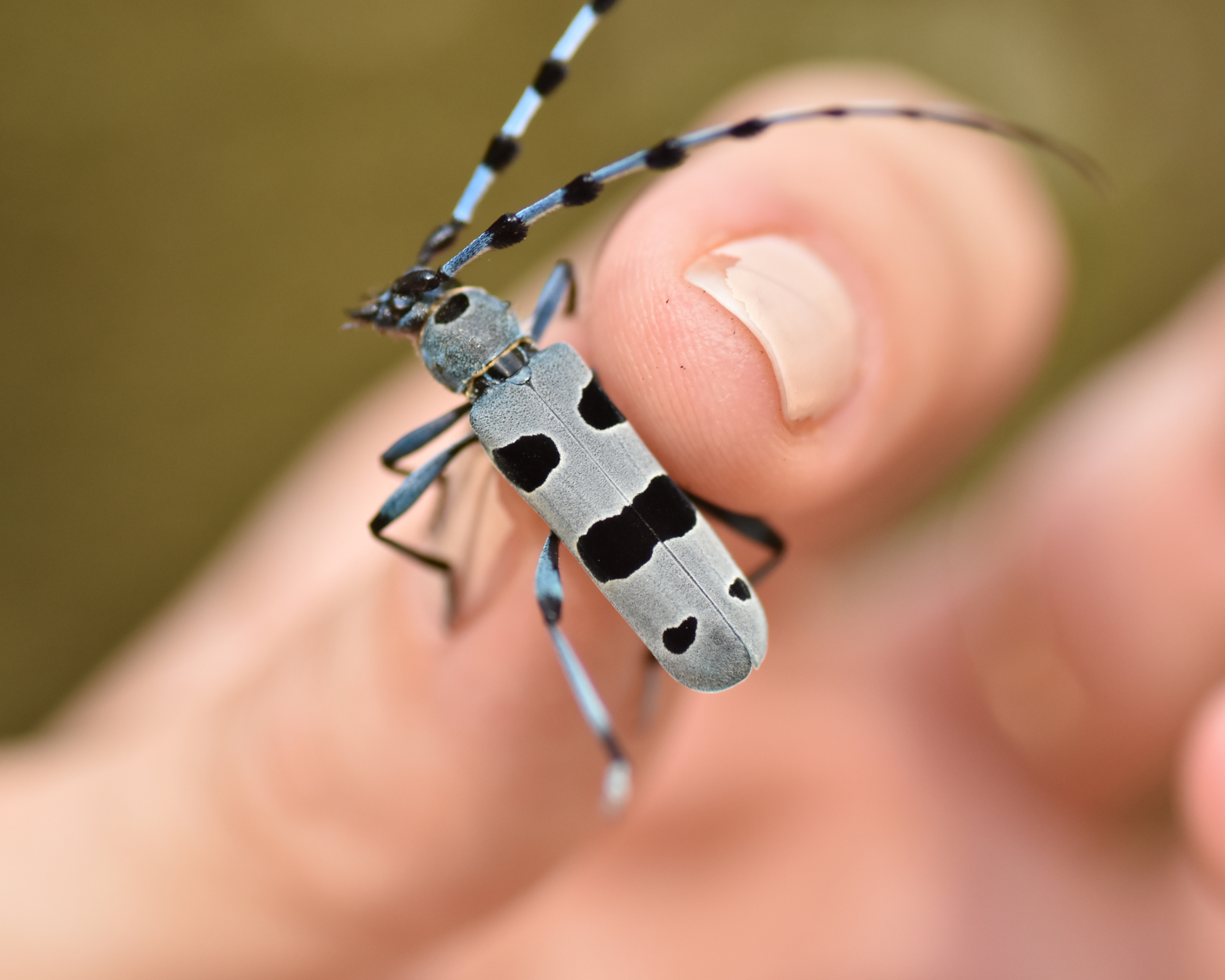 Rosalia alpina in the hands of the biologist