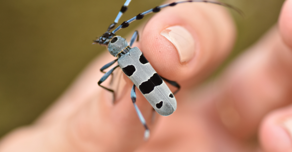 Rosalia alpina in the hand of the biologist