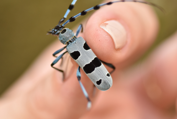 Rosalia alpina in the hand of the biologist