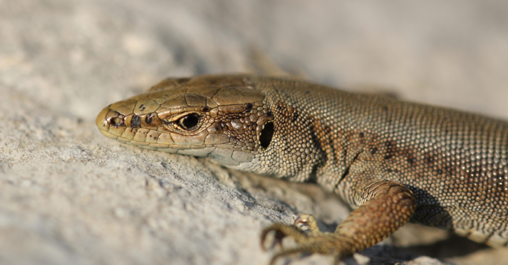 Lacertid on a rock