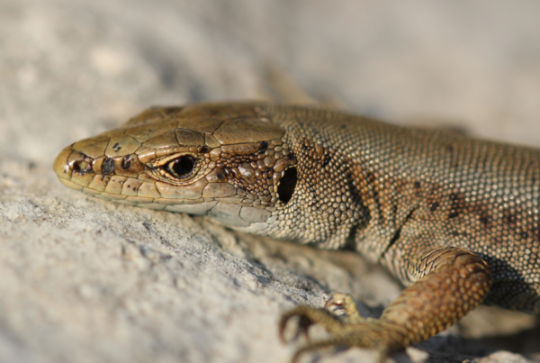 Lacertid on a rock